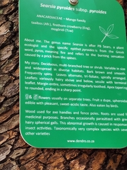 Searsia pyroides pyroides