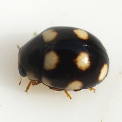 Brachiacantha decempustulata