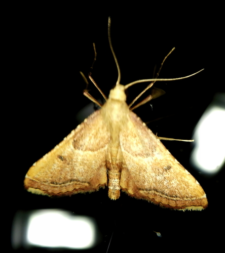 Endotricha flammealis