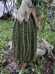 Caryota