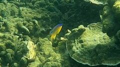 Chrysiptera unimaculata