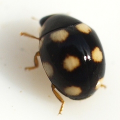 Brachiacantha decempustulata