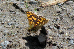Carterocephalus mandan
