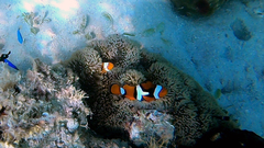 Amphiprion percula