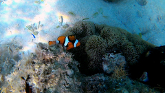 Amphiprion percula