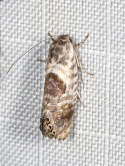 Eupselia carpocapsella