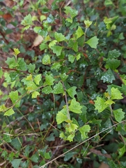 Dodonaea triangularis