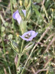 Agalinis communis