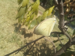 Ascia monuste monuste