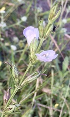 Agalinis communis