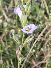 Agalinis communis