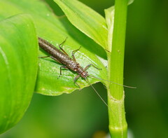 Plecoptera