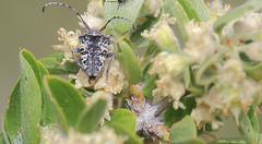 Brachychilus scutellaris