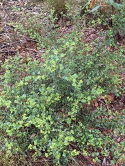Dodonaea triangularis