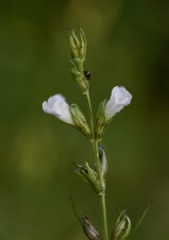 Agalinis communis
