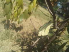 Ascia monuste monuste