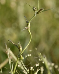 Agalinis communis