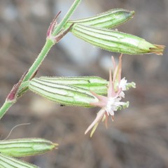 Silene scouleri