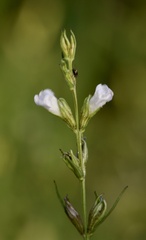 Agalinis communis