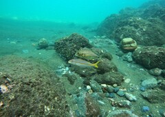 Mulloidichthys dentatus