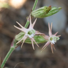 Silene scouleri