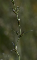 Agalinis communis