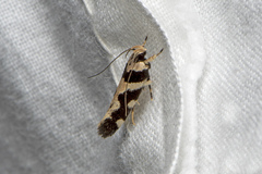 Macrobathra bigerella