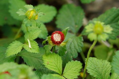 Potentilla indica