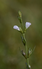 Agalinis communis