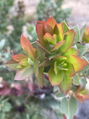 Arctostaphylos refugioensis