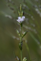 Agalinis communis