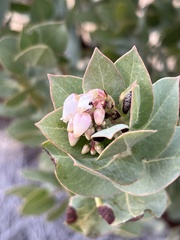 Arctostaphylos refugioensis