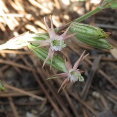 Silene scouleri