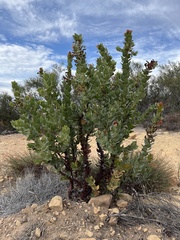 Arctostaphylos refugioensis