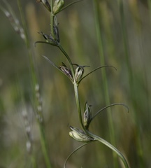Agalinis communis