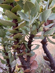Arctostaphylos refugioensis