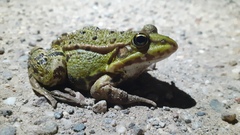 Pelophylax