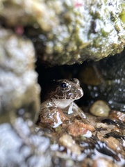 Fejervarya kawamurai