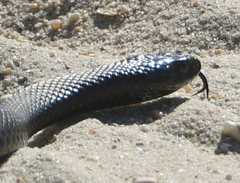 Coluber constrictor constrictor