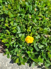 Arachis pintoi