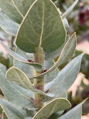 Arctostaphylos refugioensis