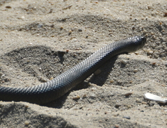 Coluber constrictor constrictor