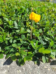 Arachis pintoi