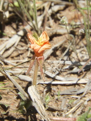 Oenothera odorata