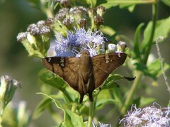 Ectomis octomaculata