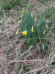 Narcissus pseudonarcissus