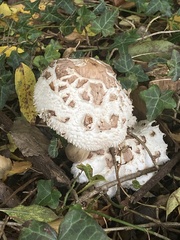 Chlorophyllum rhacodes