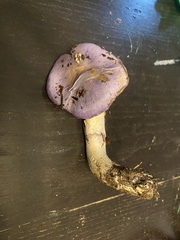Cortinarius subfoetidus