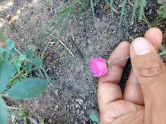 Modiolastrum gilliesii