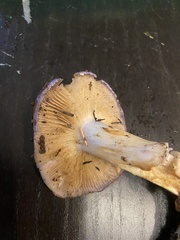 Cortinarius subfoetidus